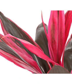 Keulenlilie - Cordyline Cultivars, Verschiedene Sorten 17 Keulenlilie - Cordyline Cultivars, Verschiedene Sorten -Günstig Gartenbedarf 8212508 PR DE 004 KeulenlinieCordylineCultivarsT13DehnerHerzig