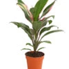 Keulenlilie - Cordyline Cultivars, Verschiedene Sorten -Günstig Gartenbedarf 8212508 PR FS 001 KeulenlinieCordylineCultivarsT13DehnerHerzig