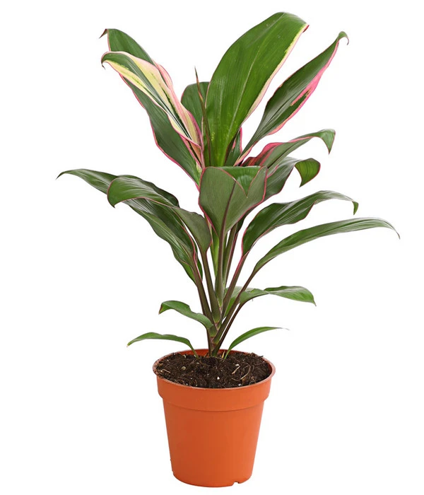 Keulenlilie - Cordyline Cultivars, Verschiedene Sorten 3 Keulenlilie - Cordyline Cultivars, Verschiedene Sorten