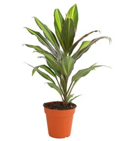 Keulenlilie - Cordyline Cultivars, Verschiedene Sorten 12 Keulenlilie - Cordyline Cultivars, Verschiedene Sorten -Günstig Gartenbedarf 8212508 PR FS 002 KeulenlinieCordylineCultivarsT13DehnerHerzig