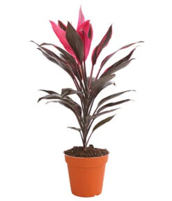 Keulenlilie - Cordyline Cultivars, Verschiedene Sorten 13 Keulenlilie - Cordyline Cultivars, Verschiedene Sorten -Günstig Gartenbedarf 8212508 PR FS 004 KeulenlinieCordylineCultivarsT13DehnerHerzig
