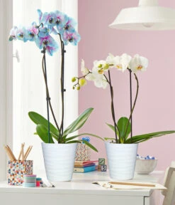 Schmetterlingsorchidee - Phalaenopsis Cultivars 'Blue Wonder' -Günstig Gartenbedarf 8212813 3953346 WE MO 003 SchmetterlingsorchideePhalaenopsisBlueWonderWeissUveSauerTopf