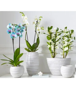 Schmetterlingsorchidee - Phalaenopsis Cultivars 'Blue Wonder' -Günstig Gartenbedarf 8212813 PR MO 001 BlueWonderDendrobiumSchmetterlingsorchideePhalaenopsisUveSauer2