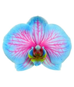 Schmetterlingsorchidee - Phalaenopsis Cultivars 'Blue Wonder' -Günstig Gartenbedarf 8212813 WE DE PhalaenopsisBlueWonderDetailSeptemer