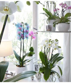 Schmetterlingsorchidee - Phalaenopsis Cultivars 'Blue Wonder' -Günstig Gartenbedarf 8212813 WE MO 001 PhalaenopsisBlueWonderDehnerSeptember20152