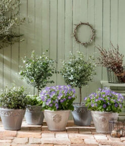 Eukalyptus, Stämmchen -Günstig Gartenbedarf 8214017 PR MO 001 PericallisSenetti GC02 2022 01