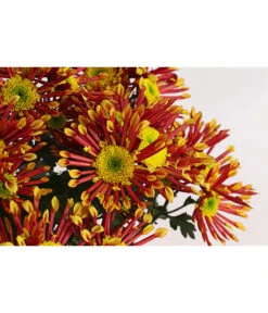 Chrysantheme 'Splash Energy' -Günstig Gartenbedarf 8214090 WE DE 001 ChrysanthemumIndicumChrysanthemeTwinGelbOrangeT14