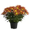 Chrysantheme 'Splash Energy' -Günstig Gartenbedarf 8214090 WE FS 001 ChrysanthemumIndicumChrysanthemeTwinGelbOrangeT14