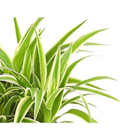 Grünlilie - Chlorophytum Comosum 'Ocean' -Günstig Gartenbedarf 8215329 WE DE 001 ChlorophytumOceanGruenlilieFloradania