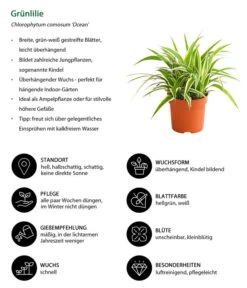 Grünlilie - Chlorophytum Comosum 'Ocean' -Günstig Gartenbedarf 8215329 WE IG 001 GruenlilieChlorophytumOceanT10DehnerExpressHerzig