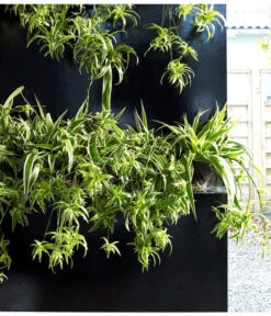 Grünlilie - Chlorophytum Comosum 'Ocean' -Günstig Gartenbedarf 8215329 WE MO 002 ChlorophytumOceanGruenlilieFloradania