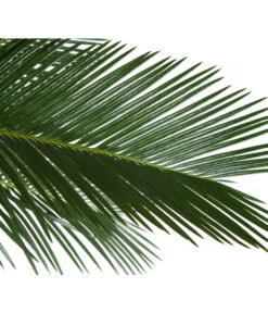 Sagopalmfarn - Cycas Revoluta -Günstig Gartenbedarf 8216236 BildD 001 PalmfarnCycasRevoluta45