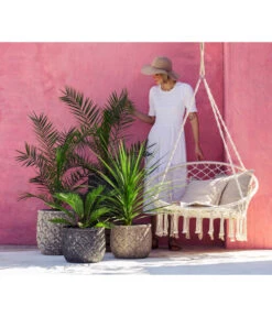 XXL Kanarische Dattelpalme, Ca. 140-160 Cm -Günstig Gartenbedarf 8216277 WE MO 001 DracaenaIndivisiaT20