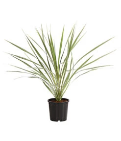 Bestseller 11 Keulenlilie - Cordyline Australis Variegata
