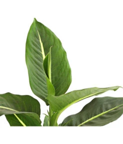 Dieffenbachie - Dieffenbachia Maculata, Verschiedene Sorten -Günstig Gartenbedarf 8219560 WE DE DieffenbachieGreenMagicT12