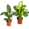 Dieffenbachie - Dieffenbachia Maculata, Verschiedene Sorten -Günstig Gartenbedarf 82195660 PR FS 001 DieffenbachieGreenMagicT