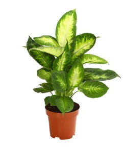 Dieffenbachie - Dieffenbachia Maculata, Verschiedene Sorten -Günstig Gartenbedarf 8219818 WE FS 001 DieffenbachieDieffenbachiaMixT12DehnerExpressHerzig