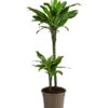 Drachenbaum - Dracaena Fragrans Var. Stedneri 'Golden Coast' -Günstig Gartenbedarf 8221681 WE FS 001 DracaenaDeremensisGoldDreamZweitriebigT19