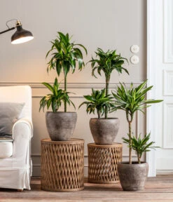 Drachenbaum - Dracaena Deremensis 'Dorado' -Günstig Gartenbedarf 8221707 8511545 8222044 WE MO 001 DrachenbaumDorado