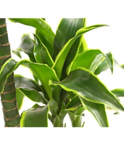 Drachenbaum - Dracaena Deremensis 'Dorado' -Günstig Gartenbedarf 8221707 WE DE 001 DrachenbaumDracaenaDeremensis2erTuffT19OWDehnerExpressHerzig