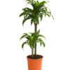 Drachenbaum - Dracaena Deremensis 'Dorado' -Günstig Gartenbedarf 8221707 WE FS 001 DrachenbaumDracaenaDeremensis2erTuffT19OWDehnerExpressHerzig