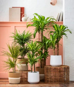 Drachenbaum - Dracaena Fragrans 'Massangeana' -Günstig Gartenbedarf 8222044 6904825 WE MO 001 DrachenbaumMassangeanaSeegrasKorbHarmony