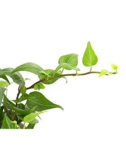 Efeu - Hedera Helix, Grünlaubig -Günstig Gartenbedarf 8224248 WE DE 001 EfeuGruenT9DehnerExpressHerzig