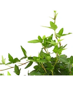 Efeu - Hedera Helix, Grünlaubig -Günstig Gartenbedarf 8224248 WE DE 002 EfeuGruenT9DehnerExpressHerzig