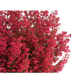 Beet- & Balkonset Heidenzauber, 6-teilig -Günstig Gartenbedarf 8225542 WE DE 001 EricaGracilisRotErikaT12DehnerExpressHerzigOW