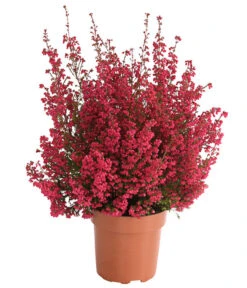 Beet- & Balkonset Heidenzauber, 6-teilig -Günstig Gartenbedarf 8225542 WE FS 001 EricaGracilisRotErikaT12OWDehnerHerzig