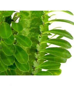 Dreirippige Wolfsmilch - Euphorbia Trigona -Günstig Gartenbedarf 8225856 PR DE 001 EuphorbiaTrigonaDreirippigeWolfsmilchT12DehnerExpressHerzig