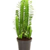Dreirippige Wolfsmilch - Euphorbia Trigona -Günstig Gartenbedarf 8225856 PR FS 001 EuphorbiaTrigonaDreikantigeWolfsmilchT12DehnerExpressHerzig