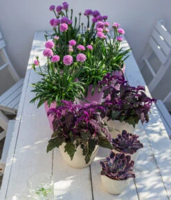 Samtpflanze - Gynura Aurantiaca -Günstig Gartenbedarf 8232928 WE MO 001 SamtpflanzeGrasnelkeDreameria