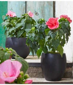 Sumpf-Roseneibisch 9 Sumpf-Roseneibisch -Günstig Gartenbedarf 8233520 8587826 PR MO 006 HibiscusMoscheutosBL0218