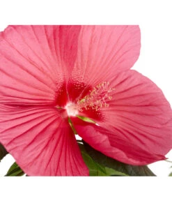 Sumpf-Roseneibisch 10 Sumpf-Roseneibisch -Günstig Gartenbedarf 8233520 PR DE 001 HibiskusHibiscusMoscheutusT23SumpfeibischMagentaRotDehnerExpressZS