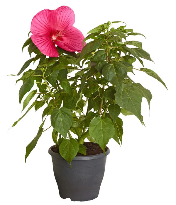 Sumpf-Roseneibisch 3 Sumpf-Roseneibisch