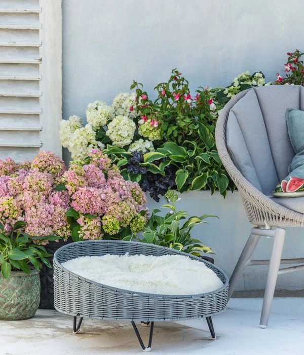 Fuchsie, Stehend, Verschiedene Farben 6 Fuchsie, Stehend, Verschiedene Farben - Image 4