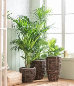 Dehner Holz-Vase Akira, Rund, Braun, Ca. Ø34/H55 Cm -Günstig Gartenbedarf 8240764 WE MO 001 Howea