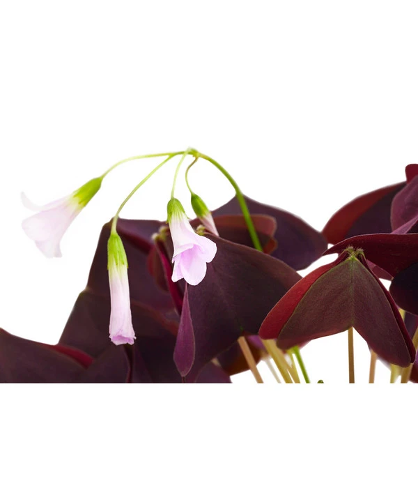 Dreieckiger Glücksklee - Oxalis Triangularis 5 Dreieckiger Glücksklee - Oxalis Triangularis - Image 3
