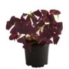 Dreieckiger Glücksklee - Oxalis Triangularis -Günstig Gartenbedarf 8249385 PR FS 001 OxalisTringularisDehnerExpressHerzig