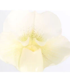 Frauenschuh - Paphiopedilum Complex Hybride -Günstig Gartenbedarf 8251472 PR DE 001 PaphiopedilumCompWeissFrauenschuhT12DehnerExpressZS