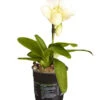 Frauenschuh - Paphiopedilum Complex Hybride -Günstig Gartenbedarf 8251472 PR FS 001 PaphiopedilumCompWeissFrauenschuhT12DehnerExpressZS