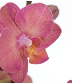 Schmetterlingsorchidee - Phalaenopsis Cultivars -Günstig Gartenbedarf 8251555 PR DE 002 Phalaenopsis3TrieberSortenmixT12SchmetterlingsorchideeDehnerExpressZS