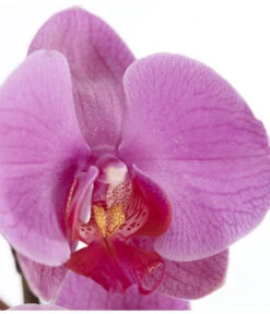 Schmetterlingsorchidee - Phalaenopsis Cultivars -Günstig Gartenbedarf 8251555 PR DE 004 Phalaenopsis3TrieberSortenmixT12SchmetterlingsorchideeDehnerExpressZS