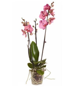 Schmetterlingsorchidee - Phalaenopsis Cultivars -Günstig Gartenbedarf 8251555 PR FS 002 Phalaenopsis3TrieberSortenmixT12SchmetterlingsorchideeDehnerExpressZS