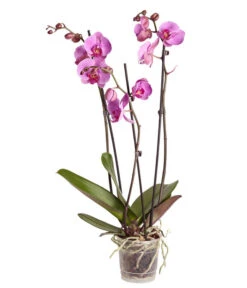 Schmetterlingsorchidee - Phalaenopsis Cultivars -Günstig Gartenbedarf 8251555 PR FS 004 Phalaenopsis3TrieberSortenmixT12SchmetterlingsorchideeDehnerExpressZS