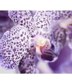 Vanda-Orchidee - Vanda Cultivars -Günstig Gartenbedarf 8251589 PR DE 001 VandaGrossbluetigImKorbDehnerExpressZS
