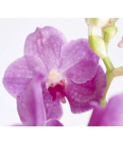 Vanda-Orchidee - Vanda Cultivars -Günstig Gartenbedarf 8251589 PR DE 002 VandaGrossbluetigImKorbDehnerExpressZS