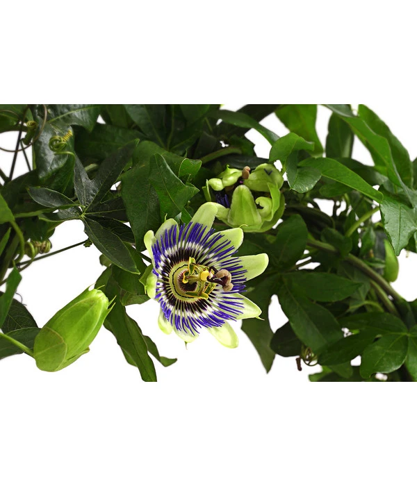Blaue Passionsblume 4 Blaue Passionsblume - Image 2