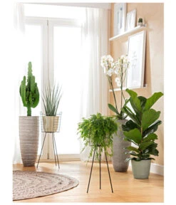 Schmetterlingsorchidee - Phalaenopsis Cultivars, Großblütig -Günstig Gartenbedarf 8253023 BodentiefeFensterHungerSimmeth